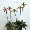 Пафиопедилум (Paphiopedilum)